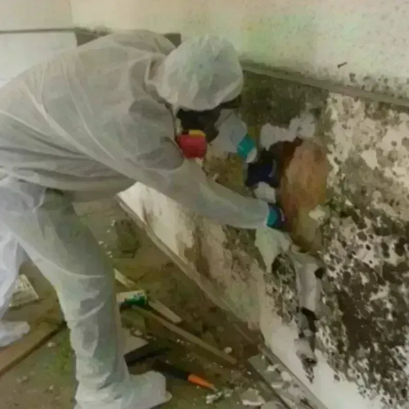 Mold Remediation and Removal in New Chicago, IN